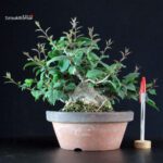Ilex serrata