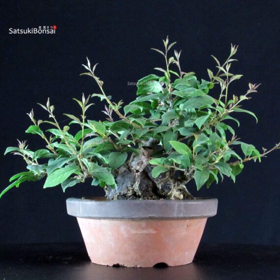 Ilex serrata - immagine 3