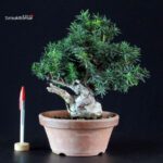 Taxus Cuspidata - Tasso