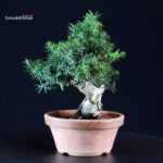 Taxus Cuspidata - Tasso - immagine 2
