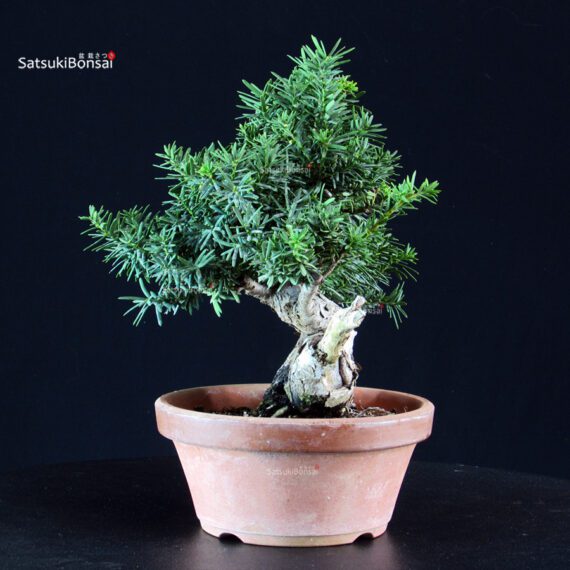 Taxus Cuspidata - Tasso - immagine 2