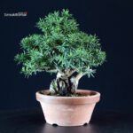 Taxus Cuspidata - Tasso - immagine 3