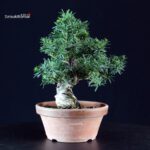 Taxus Cuspidata - Tasso - immagine 4