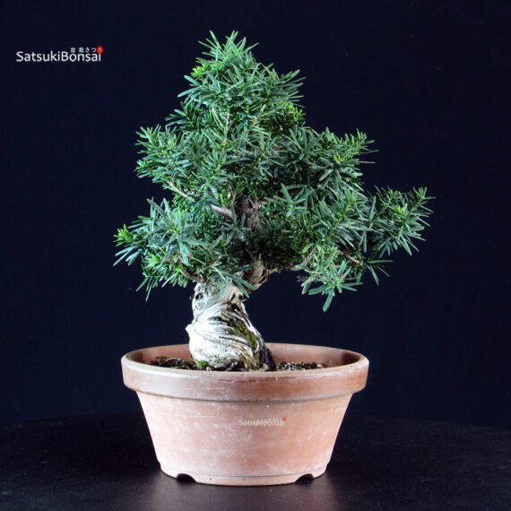 Taxus Cuspidata - Tasso - immagine 4