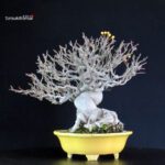Malus spp.