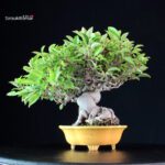 Malus spp.
