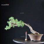 Pinus Sylvestris - Pino silvestre yamadori