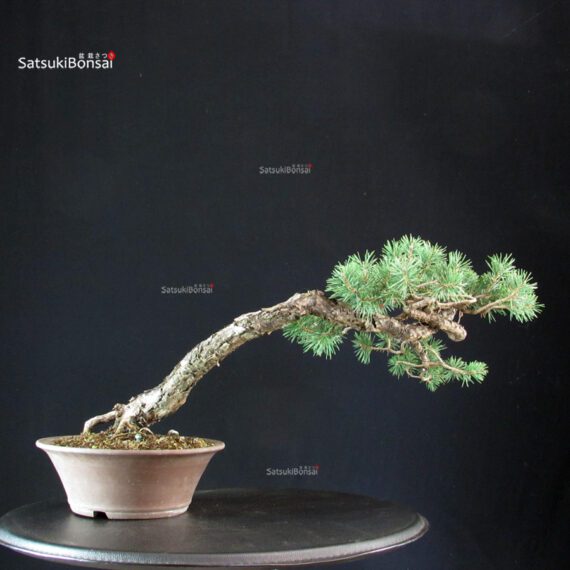 Pinus Sylvestris - Pino silvestre yamadori - immagine 2