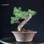 Pinus Sylvestris - Pino silvestre yamadori - immagine 3