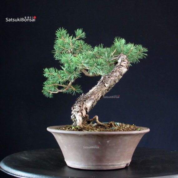 Pinus Sylvestris - Pino silvestre yamadori - immagine 3