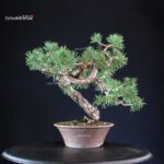 Pinus Sylvestris - Pino silvestre yamadori - immagine 4