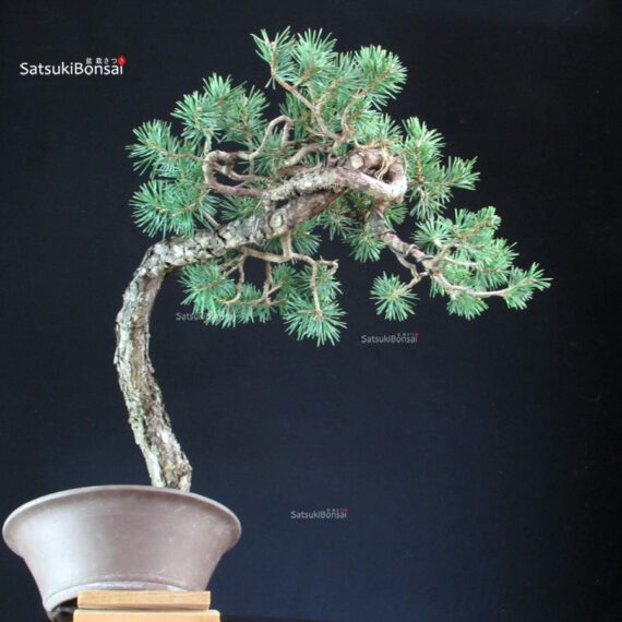 Pinus Sylvestris - Pino silvestre yamadori - immagine 5