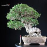 Olea Sylvestris - Olivastro