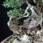 Olea Sylvestris - Olivastro - immagine 9