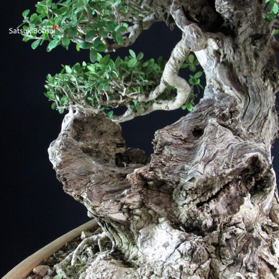 Olea Sylvestris - Olivastro - immagine 9
