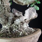 Olea Sylvestris - Olivastro - immagine 10
