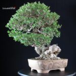 Olea Sylvestris - Olivastro - immagine 2