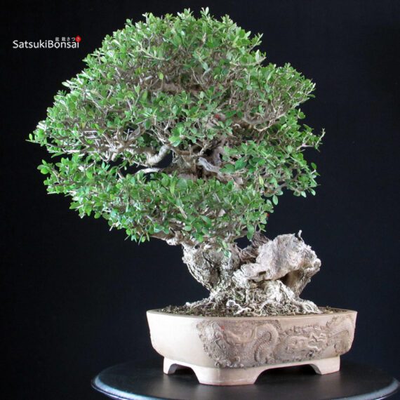 Olea Sylvestris - Olivastro - immagine 2