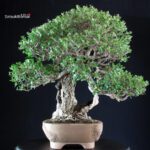 Olea Sylvestris - Olivastro - immagine 3