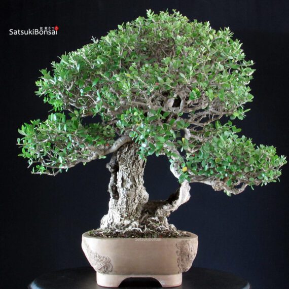 Olea Sylvestris - Olivastro - immagine 3