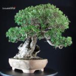 Olea Sylvestris - Olivastro - immagine 4