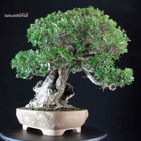 Olea Sylvestris - Olivastro - immagine 4