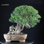 Olea Sylvestris - Olivastro - immagine 5