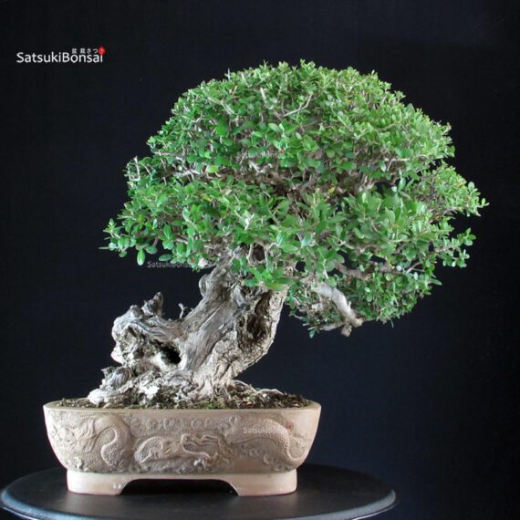 Olea Sylvestris - Olivastro - immagine 5