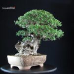 Olea Sylvestris - Olivastro - immagine 6