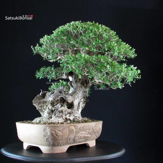 Olea Sylvestris - Olivastro - immagine 6