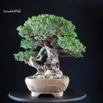 Olea Sylvestris - Olivastro - immagine 7