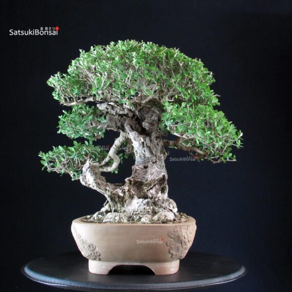 Olea Sylvestris - Olivastro - immagine 7