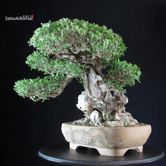 Olea Sylvestris - Olivastro - immagine 8
