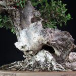 Olea Sylvestris - Olivastro - immagine 11