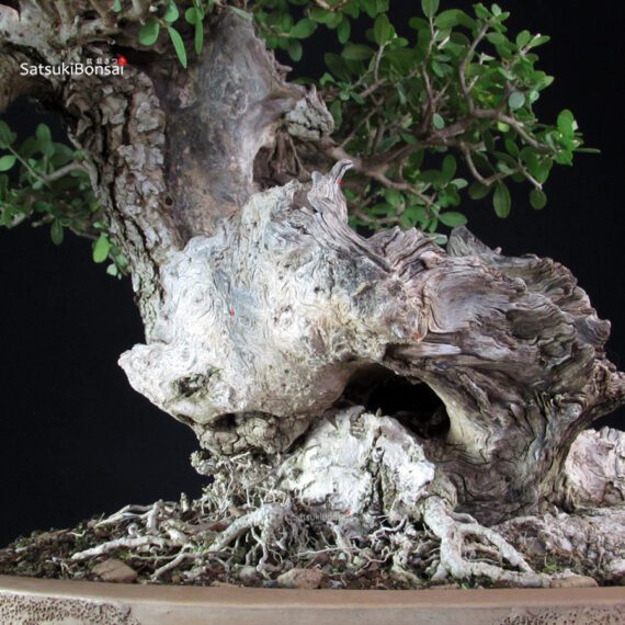Olea Sylvestris - Olivastro - immagine 11