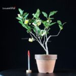 Camellia Sinensis Sayama no Kaori - pianta del Tè