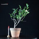 Camellia Sinensis Sayama no Kaori - pianta del Tè