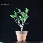 Camellia Sinensis Sayama no Kaori - pianta del Tè - immagine 3