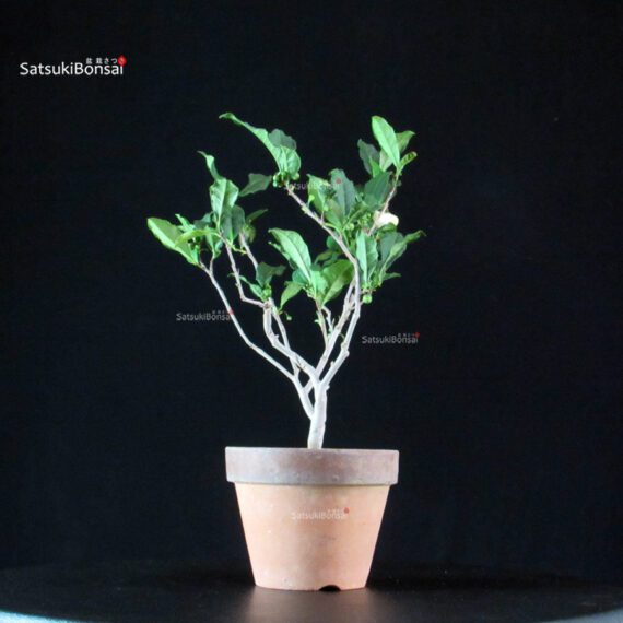 Camellia Sinensis Sayama no Kaori - pianta del Tè - immagine 3