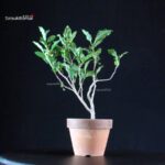 Camellia Sinensis Sayama no Kaori - pianta del Tè - immagine 4