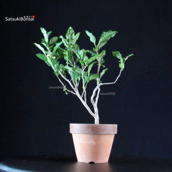 Camellia Sinensis Sayama no Kaori - pianta del Tè - immagine 4