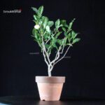 Camellia Sinensis Sayama no Kaori - pianta del Tè - immagine 5