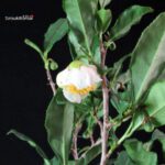 Camellia Sinensis Sayama no Kaori - pianta del Tè - immagine 2