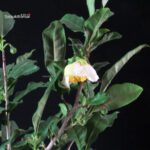 Camellia Sinensis Sayama no Kaori - pianta del Tè - immagine 6