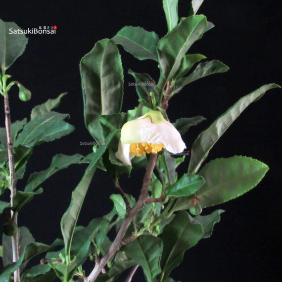 Camellia Sinensis Sayama no Kaori - pianta del Tè - immagine 6