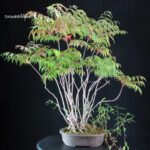 Rhus Succedanea