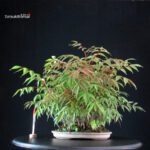Rhus Succedanea