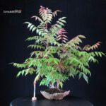 Rhus Succedanea