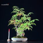 Rhus Succedanea