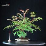 Rhus Succedanea